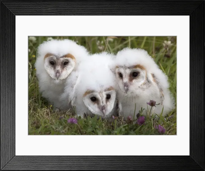 Framed Print : Barn owl (Tyto alba) chicks in captivity, Cumbria, England, United Kingdom, Europe Framed Print : Barn owl (Tyto alba) chicks in captivity, Cumbria, England, United Kingdom, Europe