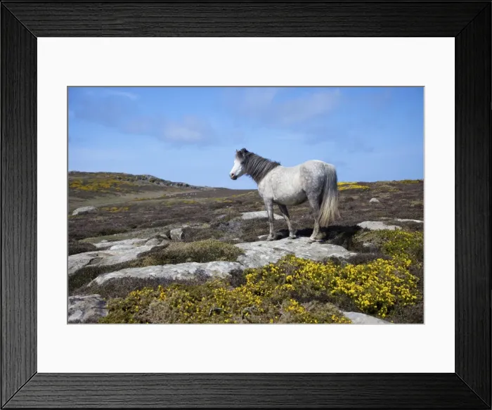 Framed Print : Wild pony grazing on St. Davids Head in spring sunshine, Pembrokeshire National Park