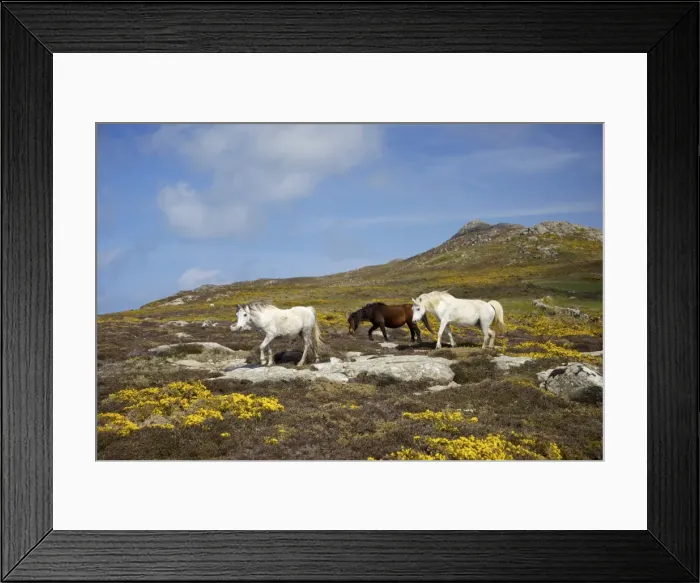 Framed Print : Wild ponies grazing on St. Davids Head in spring sunshine, Pembrokeshire National Park Framed Print : Wild ponies grazing on St. Davids Head in spring sunshine, Pembrokeshire National Park