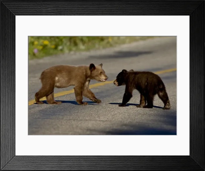 Framed Print : Black bear (Ursus americanus) cubs crossing the road, Waterton Lakes National Park