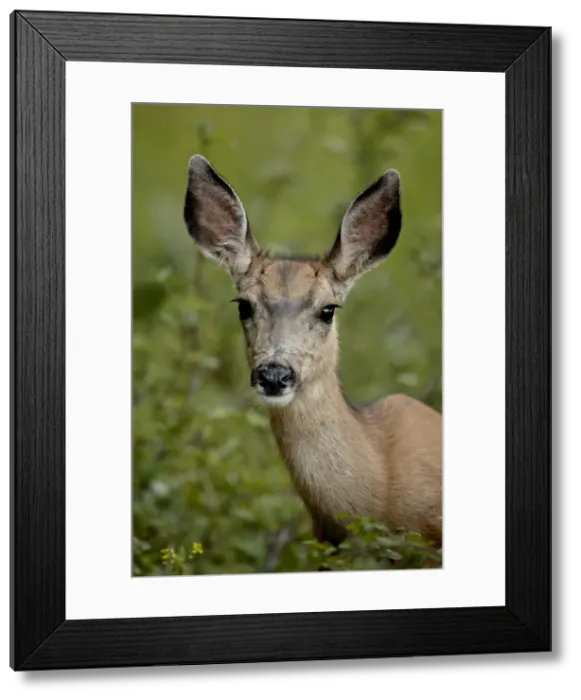 Framed Print : Mule Deer (Odocoileus hemionus) doe, Waterton Lakes National Park, Alberta