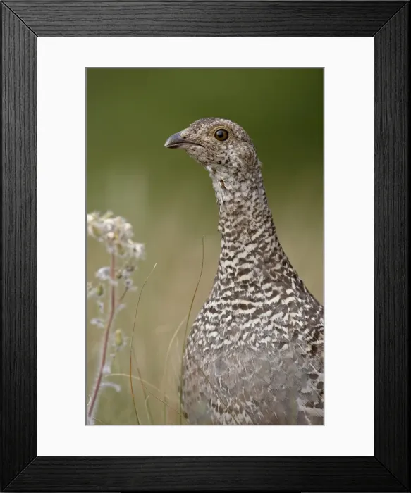 Framed Print : Blue grouse (Dendragapus obscurus) hen, Waterton Lakes National Park, Alberta