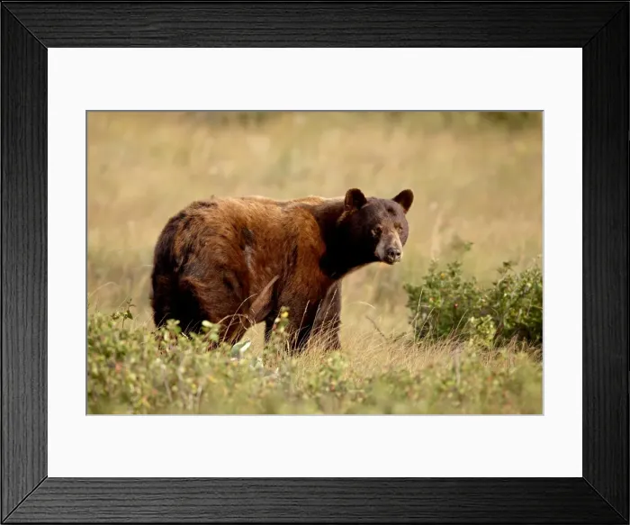 Framed Print : Black bear (Ursus americanus), Waterton Lakes National Park, Alberta, Canada Framed Print : Black bear (Ursus americanus), Waterton Lakes National Park, Alberta, Canada