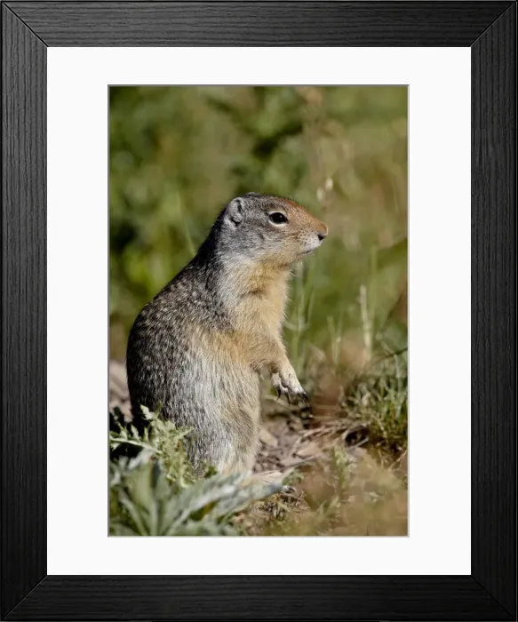 Framed Print : Columbian ground squirrel (Citellus columbianus), Waterton Lakes National Park Framed Print : Columbian ground squirrel (Citellus columbianus), Waterton Lakes National Park