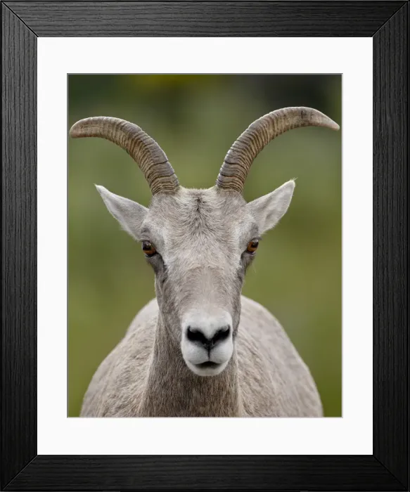Framed Print : Bighorn sheep (Ovis canadensis) ewe, Waterton Lakes National Park, Alberta Framed Print : Bighorn sheep (Ovis canadensis) ewe, Waterton Lakes National Park, Alberta