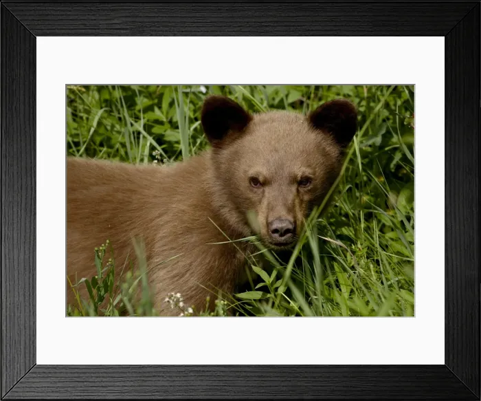 Framed Print : Black bear (Ursus americanus) cub, Waterton Lakes National Park, Alberta Framed Print : Black bear (Ursus americanus) cub, Waterton Lakes National Park, Alberta