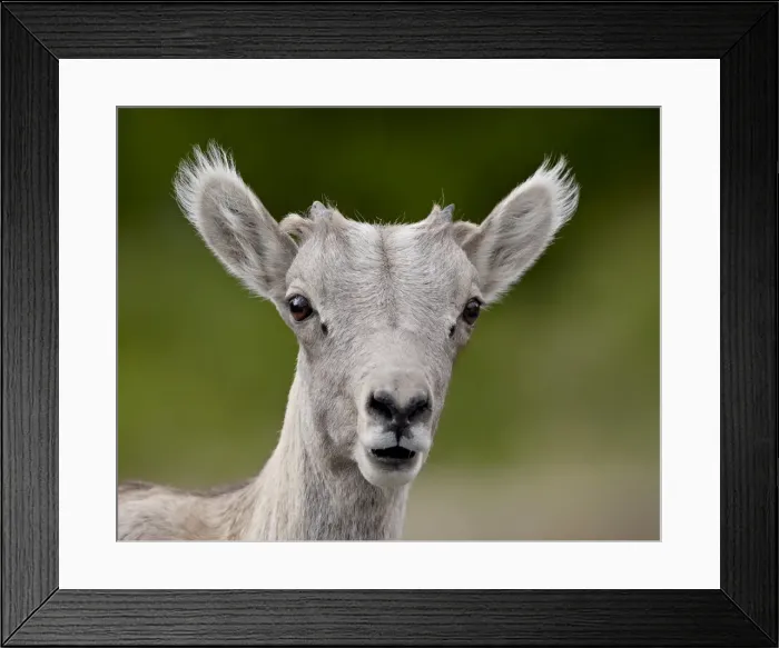 Framed Print : Bighorn sheep (Ovis canadensis) lamb, Waterton Lakes National Park, Alberta Framed Print : Bighorn sheep (Ovis canadensis) lamb, Waterton Lakes National Park, Alberta