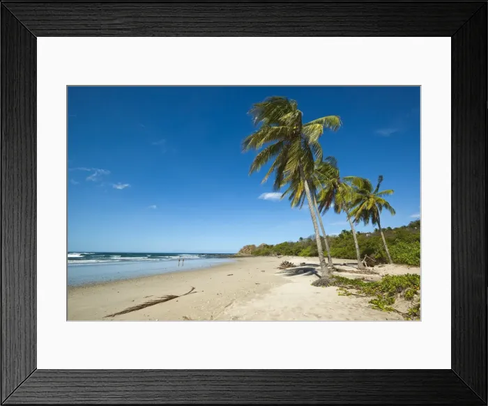 Framed Print : Palm trees on Playa Guiones beach, Nosara, Nicoya Peninsula, Guanacaste Province Framed Print : Palm trees on Playa Guiones beach, Nosara, Nicoya Peninsula, Guanacaste Province