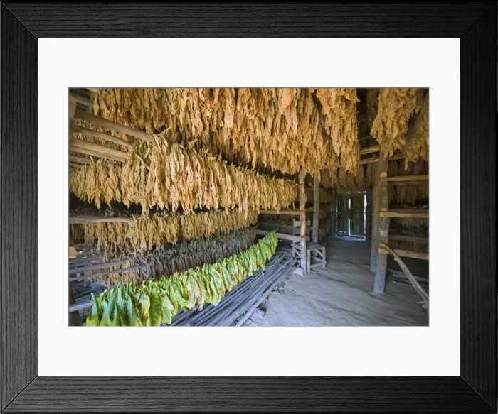 Framed Print : Tobacco leaves hung up to dry, Vinales Valley, UNESCO World Heritage Site Framed Print : Tobacco leaves hung up to dry, Vinales Valley, UNESCO World Heritage Site