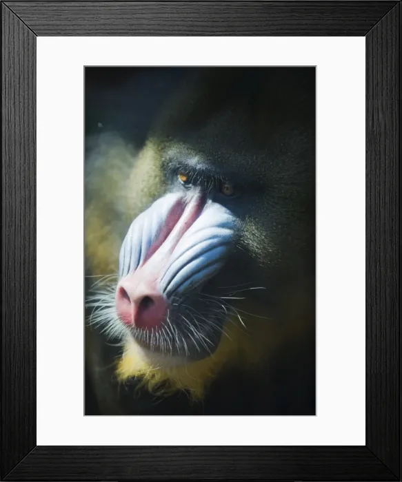 Framed Print : Madril (Mandrillus Sphinx), Zoologico de Chapultepec (City Zoo), District Federal Framed Print : Madril (Mandrillus Sphinx), Zoologico de Chapultepec (City Zoo), District Federal