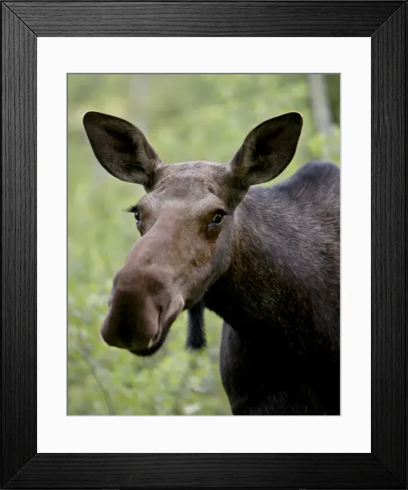 Framed Print : Cow moose (Alces alces), Glacier National Park, Montana, United States of America Framed Print : Cow moose (Alces alces), Glacier National Park, Montana, United States of America
