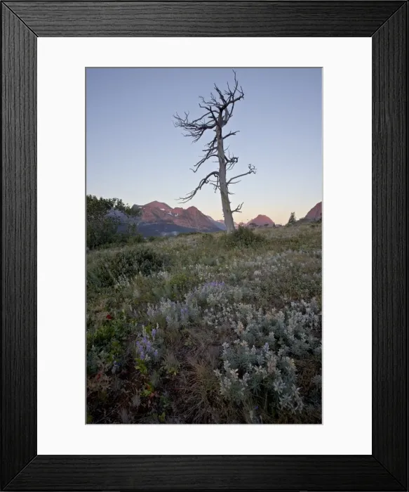 Framed Print : Bare tree and lupine at dawn, Glacier National Park, Montana, United States of America Framed Print : Bare tree and lupine at dawn, Glacier National Park, Montana, United States of America