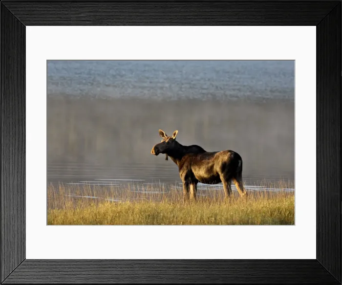 Framed Print : Moose (Alces alces) cow, Glacier National Park, Montana, United States of America Framed Print : Moose (Alces alces) cow, Glacier National Park, Montana, United States of America