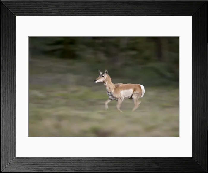 Framed Print : Female Pronghorn (Antilocapra americana) running, Park County, Colorado Framed Print : Female Pronghorn (Antilocapra americana) running, Park County, Colorado