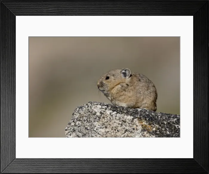 Framed Print : American pika (Ochotona princeps), Mount Evans, Colorado, United States of America Framed Print : American pika (Ochotona princeps), Mount Evans, Colorado, United States of America