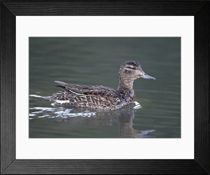 Framed Print : Green-winged teal (Anas crecca) hen swimming, Pike and San Isabel National Forest Framed Print : Green-winged teal (Anas crecca) hen swimming, Pike and San Isabel National Forest