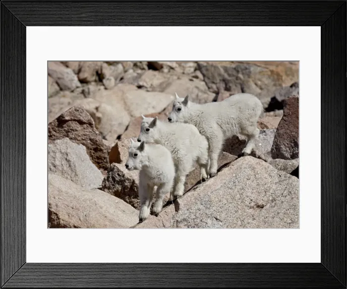 Framed Print : Three mountain goat (Oreamnos americanus) kids, Mount Evans, Colorado, United States of America Framed Print : Three mountain goat (Oreamnos americanus) kids, Mount Evans, Colorado, United States of America