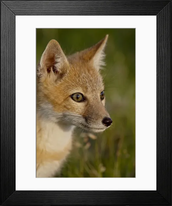 Framed Print : Swift fox (Vulpes velox) kit, Pawnee National Grassland, Colorado, United States of America Framed Print : Swift fox (Vulpes velox) kit, Pawnee National Grassland, Colorado, United States of America