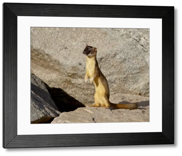 Framed Print : Stoat (Short-tailed weasel) (Mustela erminea), Mount Evans, Colorado, United States of America Framed Print : Stoat (Short-tailed weasel) (Mustela erminea), Mount Evans, Colorado, United States of America