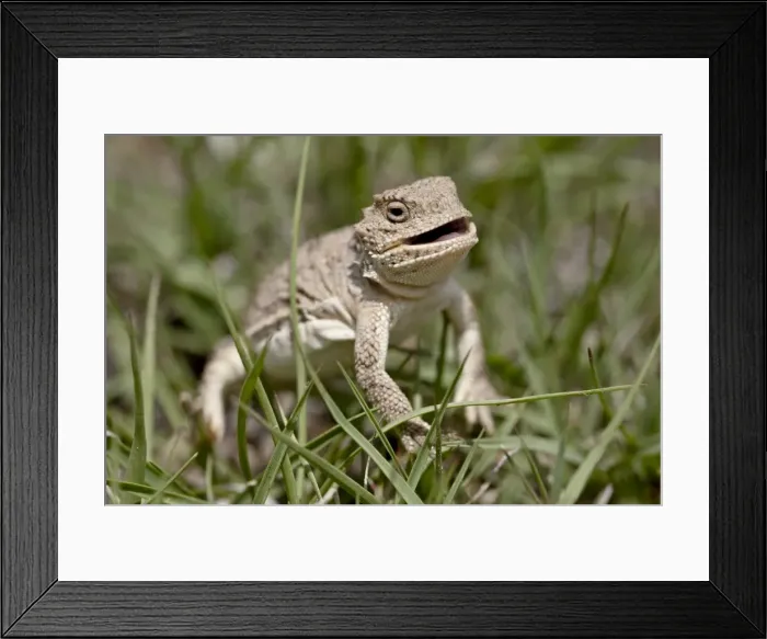 Framed Print : Pygmy short-horned lizard (Phrynosoma douglasi douglasi), Pawnee National Grassland Framed Print : Pygmy short-horned lizard (Phrynosoma douglasi douglasi), Pawnee National Grassland