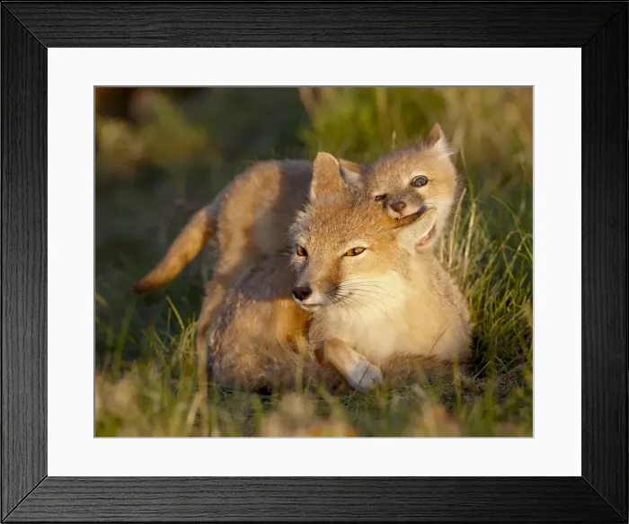 Framed Print : Swift fox (Vulpes velox) kit biting its mothers ear, Pawnee National Grassland Framed Print : Swift fox (Vulpes velox) kit biting its mothers ear, Pawnee National Grassland