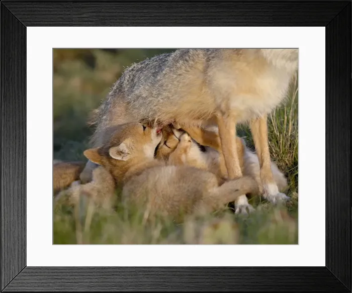 Framed Print : Swift fox (Vulpes velox) kits nursing, Pawnee National Grassland, Colorado Framed Print : Swift fox (Vulpes velox) kits nursing, Pawnee National Grassland, Colorado