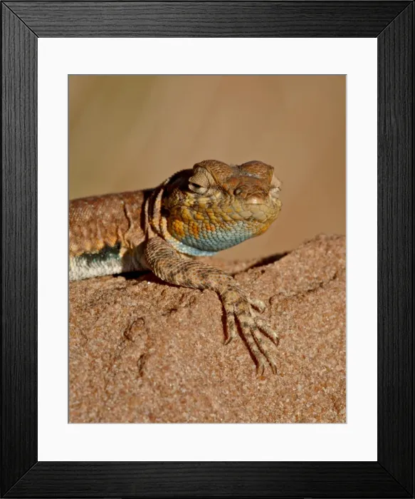 Framed Print : Colorado side-blotched lizard (Uta stansburiana uniformis), Canyon Country Framed Print : Colorado side-blotched lizard (Uta stansburiana uniformis), Canyon Country