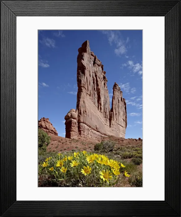 Framed Print : The Organ with rough mulesears (Wyethia scabra), Arches National Park, Utah Framed Print : The Organ with rough mulesears (Wyethia scabra), Arches National Park, Utah