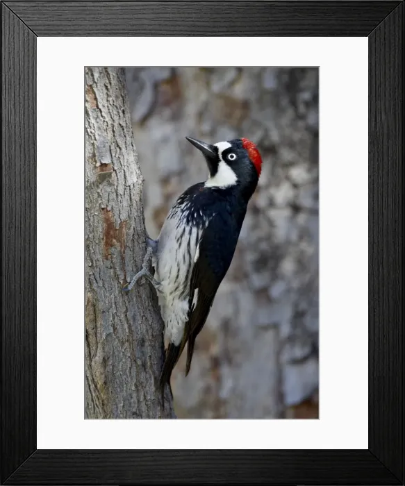 Framed Print : Female acorn woodpecker (Melanerpes formicivorus), Chiricahuas, Coronado National Forest Framed Print : Female acorn woodpecker (Melanerpes formicivorus), Chiricahuas, Coronado National Forest