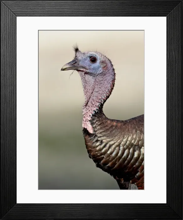 Framed Print : Wild turkey (Meleagris gallopavo) gobbler, Chiricahuas, Coronado National Forest Framed Print : Wild turkey (Meleagris gallopavo) gobbler, Chiricahuas, Coronado National Forest