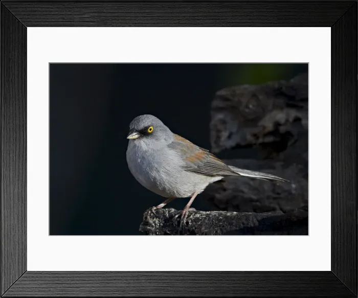 Framed Print : Yellow-eyed junco (Junco phaeonotus), Chiricahuas, Coronado National Forest Framed Print : Yellow-eyed junco (Junco phaeonotus), Chiricahuas, Coronado National Forest