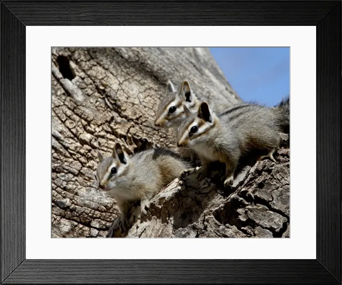 Framed Print : Three young cliff chipmunk (Eutamias dorsalis), Chiricahuas, Coronado National Forest Framed Print : Three young cliff chipmunk (Eutamias dorsalis), Chiricahuas, Coronado National Forest