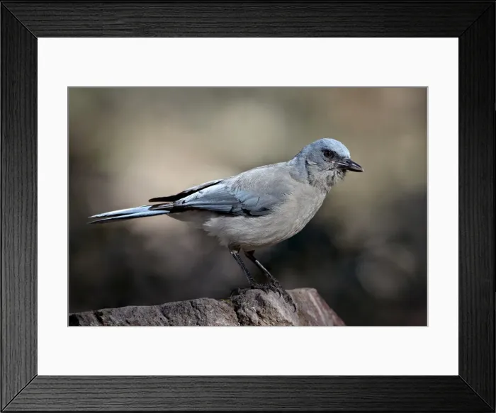Framed Print : Mexican jay (Aphelocoma ultramarina), Chiricahuas, Coronado National Forest Framed Print : Mexican jay (Aphelocoma ultramarina), Chiricahuas, Coronado National Forest