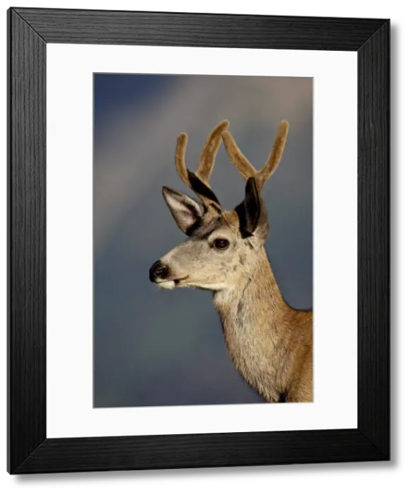 Framed Print : Mule deer (Odocoileus hemionus) buck in velvet, Glacier National Park, Montana Framed Print : Mule deer (Odocoileus hemionus) buck in velvet, Glacier National Park, Montana