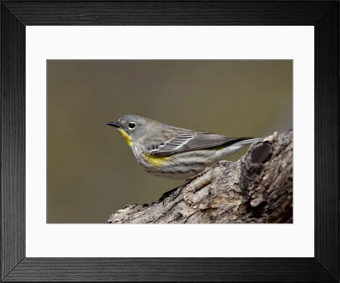 Framed Print : Female Audubons yellow-rumped warbler (Dendroica coronata auduboni) Framed Print : Female Audubons yellow-rumped warbler (Dendroica coronata auduboni)