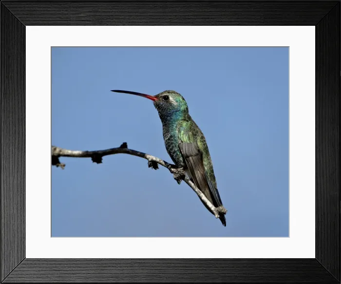 Framed Print : Broad-billed hummingbird (Cynanthus latirostris) perched, Patagonia, Arizona Framed Print : Broad-billed hummingbird (Cynanthus latirostris) perched, Patagonia, Arizona