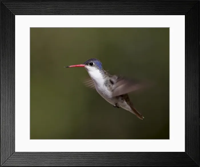 Framed Print : Violet-crowned hummingbird (Amazilia violiceps) in flight, Patagonia, Arizona Framed Print : Violet-crowned hummingbird (Amazilia violiceps) in flight, Patagonia, Arizona