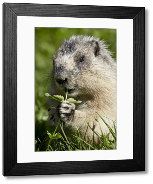 Framed Print : Hoary marmot (Marmota caligata) eating, Glacier National Park, Montana Framed Print : Hoary marmot (Marmota caligata) eating, Glacier National Park, Montana