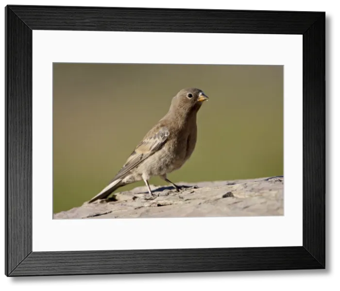 Framed Print : Juvenile gray-crowned rosy-finch (Leucosticte tephrocotis), Glacier National Park Framed Print : Juvenile gray-crowned rosy-finch (Leucosticte tephrocotis), Glacier National Park