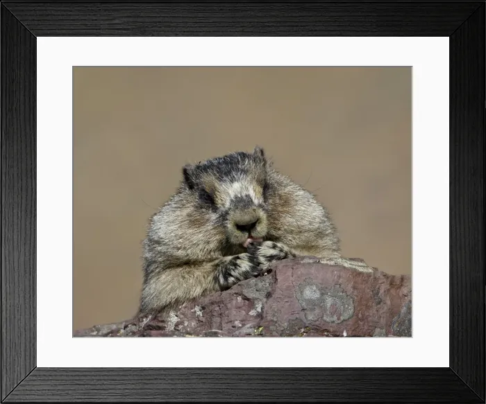 Framed Print : Hoary marmot (Marmota caligata), Glacier National Park, Montana, United States of America Framed Print : Hoary marmot (Marmota caligata), Glacier National Park, Montana, United States of America