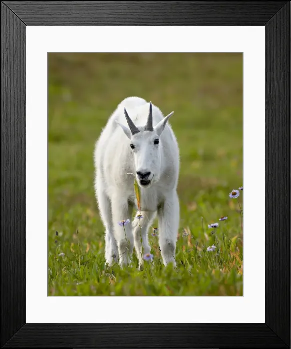 Framed Print : Mountain goat (Oreamnos americanus) eating, Glacier National Park, Montana Framed Print : Mountain goat (Oreamnos americanus) eating, Glacier National Park, Montana