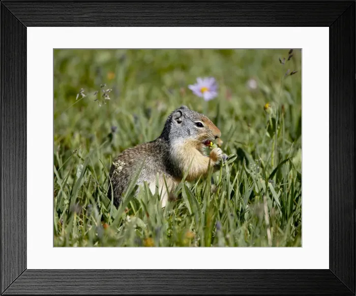 Framed Print : Columbian ground squirrel (Citellus columbianus) eating, Glacier National Park Framed Print : Columbian ground squirrel (Citellus columbianus) eating, Glacier National Park