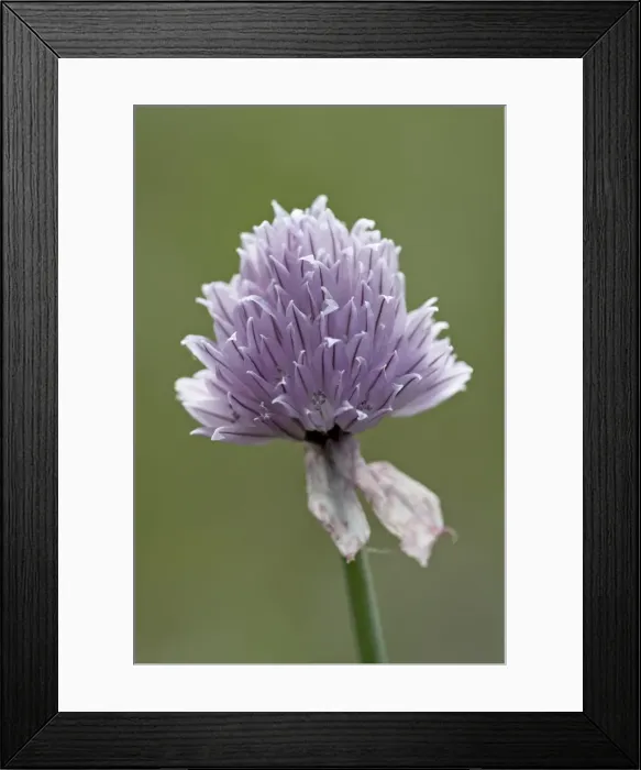 Framed Print : Wild Chives (Allium schoenoprasum), Glacier National Park, Montana, United States of America Framed Print : Wild Chives (Allium schoenoprasum), Glacier National Park, Montana, United States of America