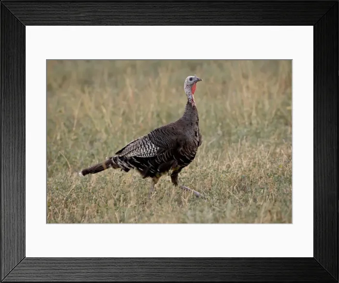 Framed Print : Wild turkey (Meleagris gallopavo) hen, Stillwater County, Montana, United States of America Framed Print : Wild turkey (Meleagris gallopavo) hen, Stillwater County, Montana, United States of America