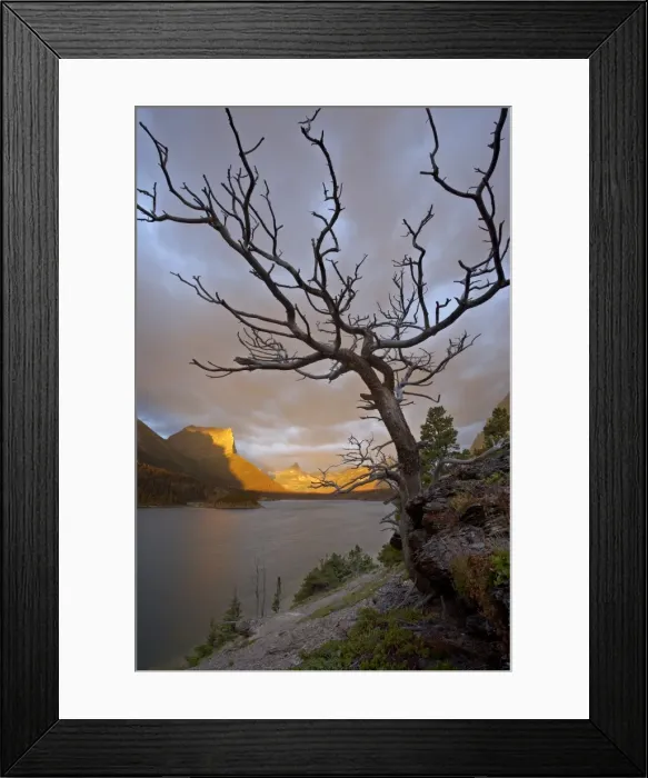 Framed Print : Bare tree at sunrise, St. Mary Lake, Glacier National Park, Montana, United States of America Framed Print : Bare tree at sunrise, St. Mary Lake, Glacier National Park, Montana, United States of America