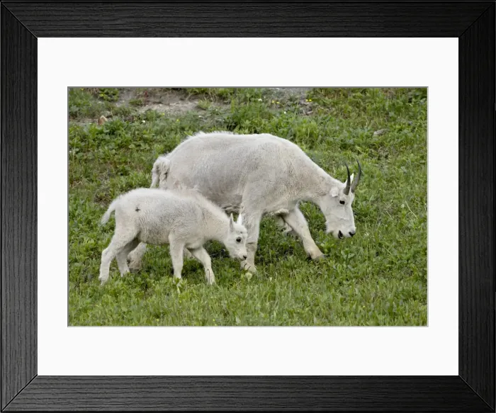 Framed Print : Mountain goat (Oreamnos americanus) nanny and kid, Glacier National Park Framed Print : Mountain goat (Oreamnos americanus) nanny and kid, Glacier National Park
