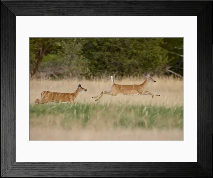 Framed Print : Two whitetail deer (Odocoileus virginianus) doe running, Stillwater County Framed Print : Two whitetail deer (Odocoileus virginianus) doe running, Stillwater County