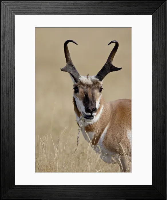 Framed Print : Pronghorn (Antilocapra americana) buck eating, Custer State Park, South Dakota Framed Print : Pronghorn (Antilocapra americana) buck eating, Custer State Park, South Dakota