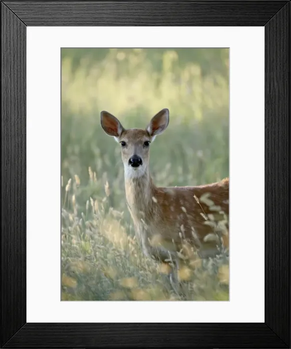 Framed Print : Whitetail deer (Odocoileus virginianus) doe, Devils Tower National Monument Framed Print : Whitetail deer (Odocoileus virginianus) doe, Devils Tower National Monument