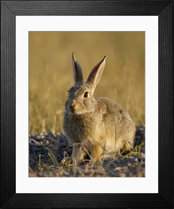 Framed Print : Desert cottontail (Sylvilagus auduboni), Wind Cave National Park, South Dakota Framed Print : Desert cottontail (Sylvilagus auduboni), Wind Cave National Park, South Dakota
